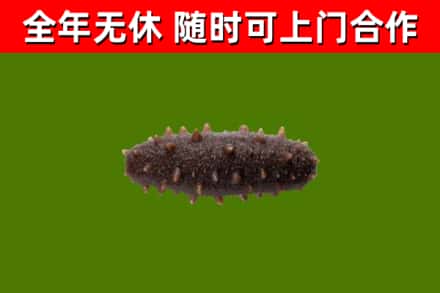 海盐回收海参干